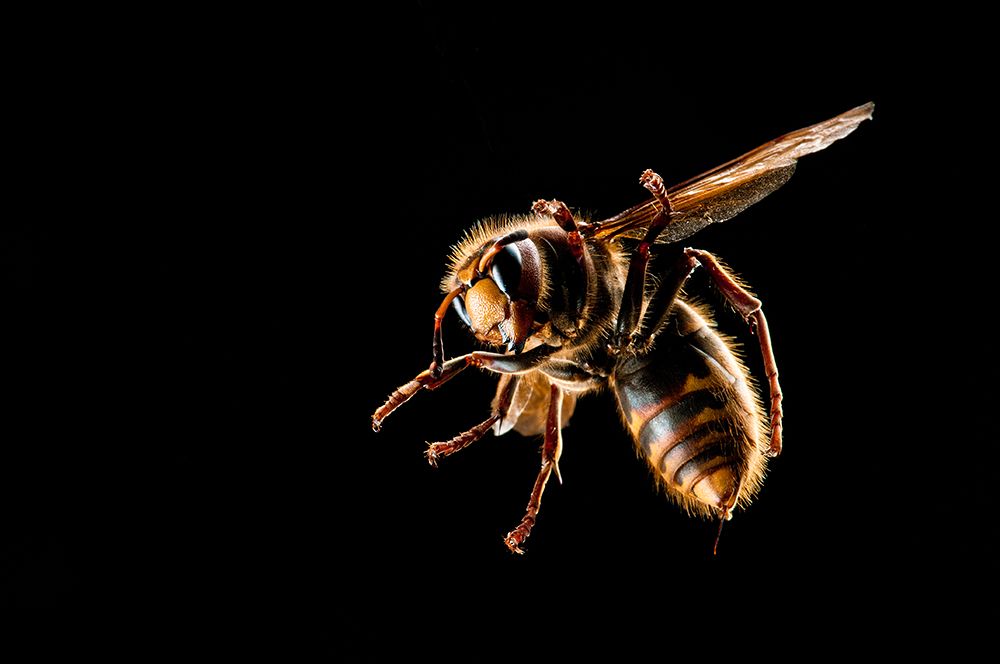 Hornet action art print by Kristoffer Jonsson for $57.95 CAD
