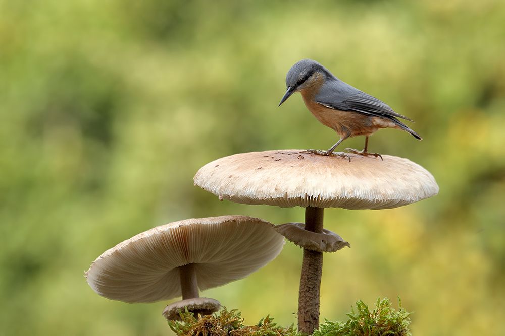 Nuthatch in autumn art print by Nicolas Merino for $57.95 CAD