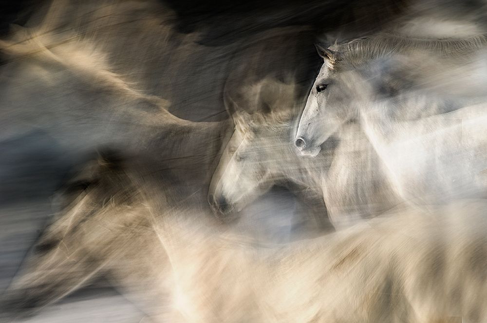 In Motion art print by Milan Malovrh for $57.95 CAD