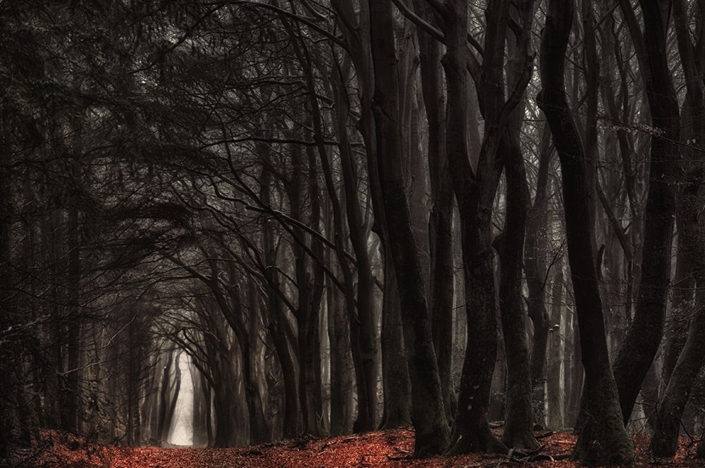 Darkness come alive art print by Jan Paul Kraaij for $57.95 CAD