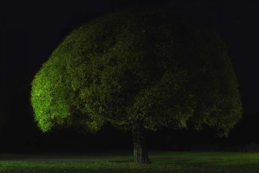 Mushroom Tree art print by Stelios Kirtselis for $57.95 CAD