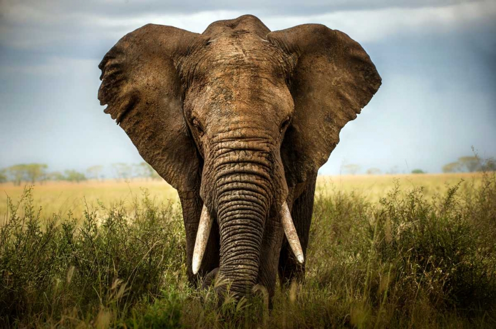 Encounters In Serengeti art print by Alberto Ghizzi Panizza for $57.95 CAD