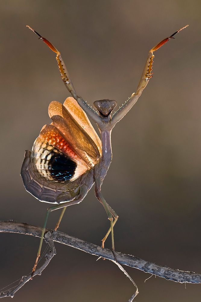Iris oratoria art print by Hasan Baglar for $57.95 CAD