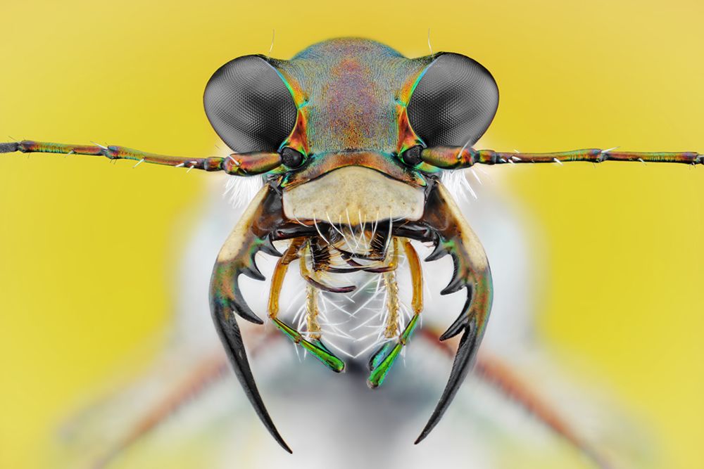 Cicindela ancocisconensis art print by Donald Jusa for $57.95 CAD