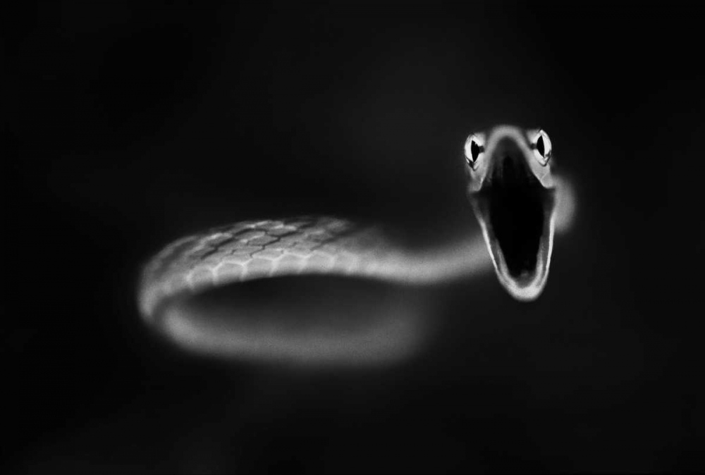 Vine Snake Strike art print by Thomas Haney for $57.95 CAD