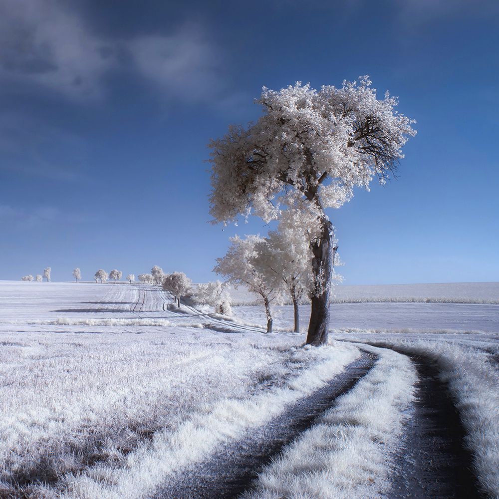 Winter In Summer art print by Piotr (Bax) Krol for $57.95 CAD