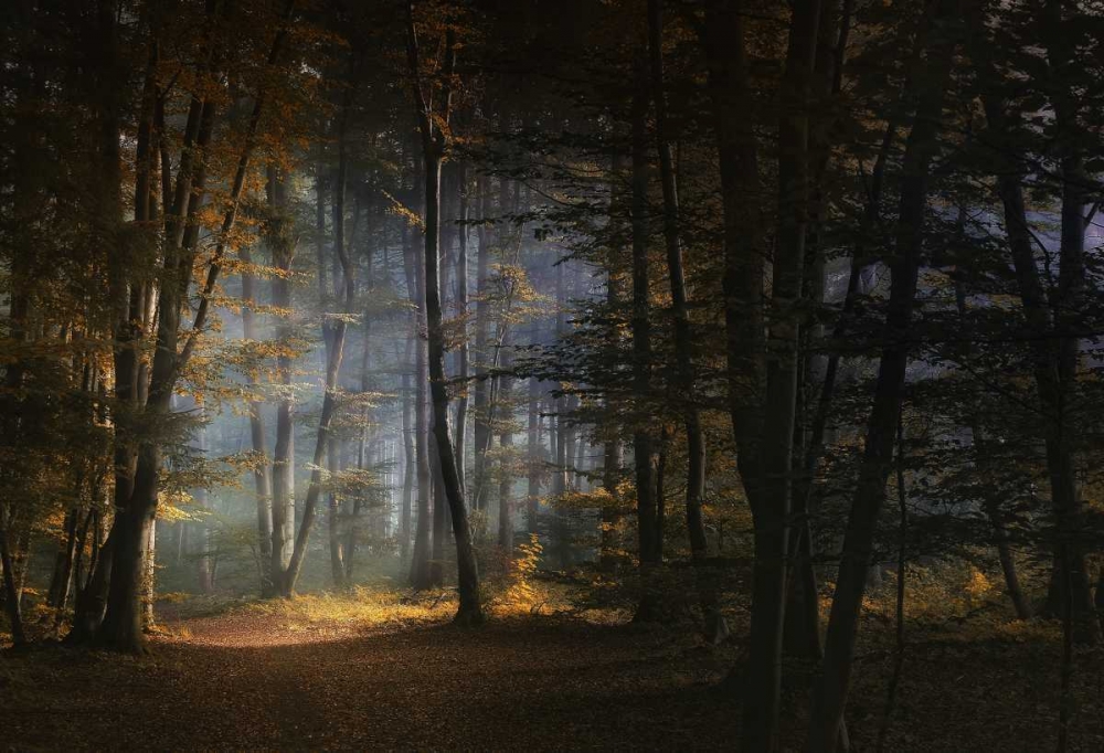 November Morning art print by Norbert Maier for $57.95 CAD