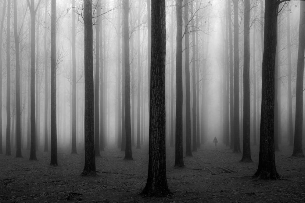 In A Fog art print by Jochen Bongaerts for $57.95 CAD