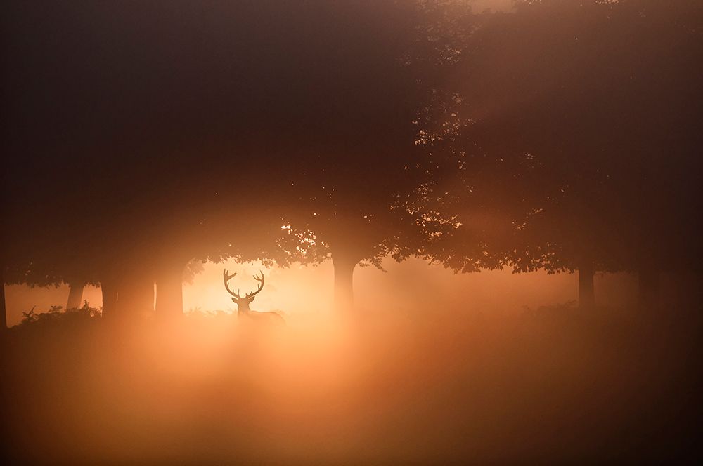 Misty Morning Stag art print by Radojica Jevric Fotorax for $57.95 CAD