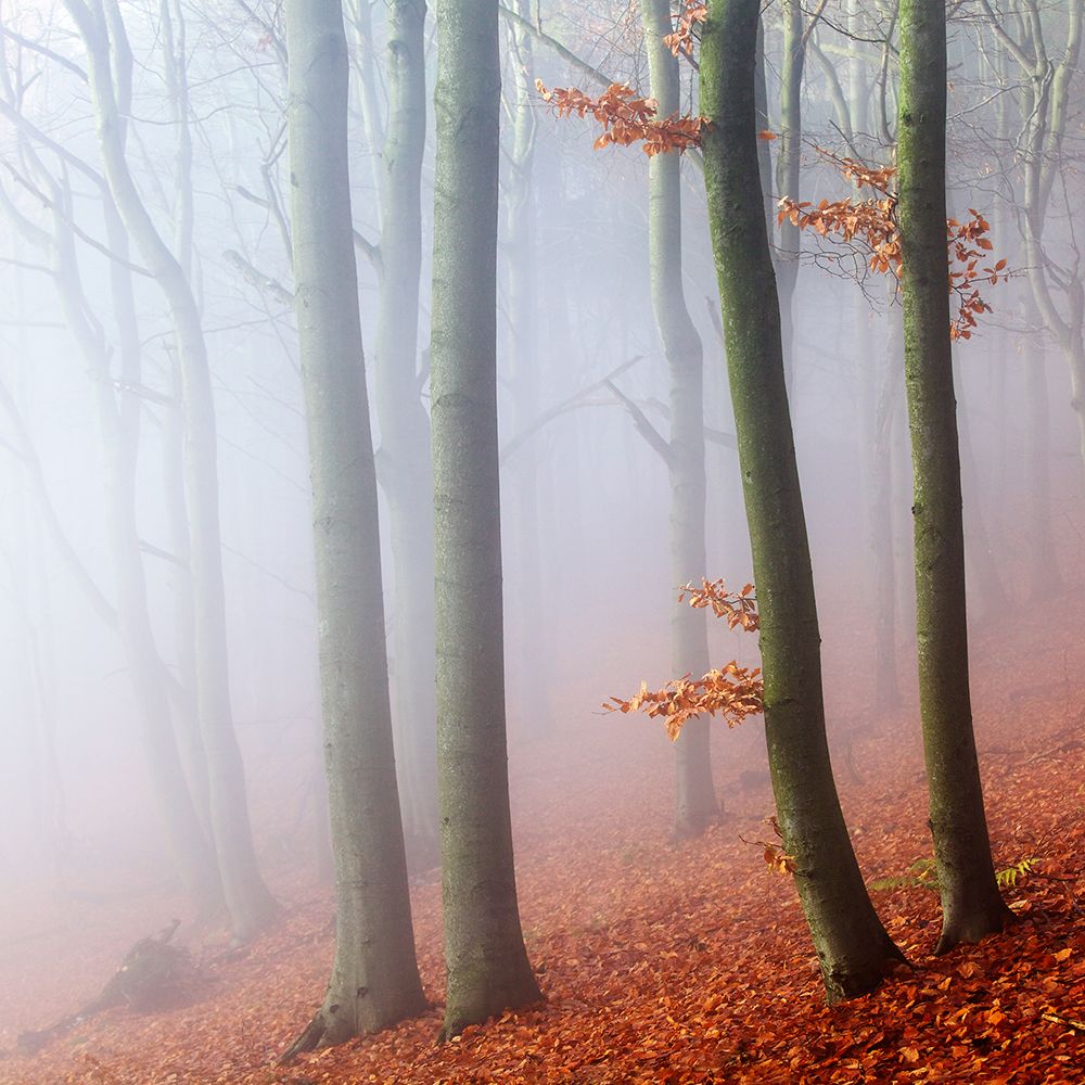 Beeches art print by Martin Rak for $57.95 CAD
