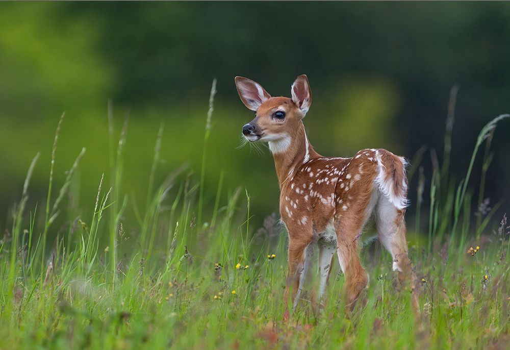 Spring Fawn art print by Nick Kalathas for $57.95 CAD