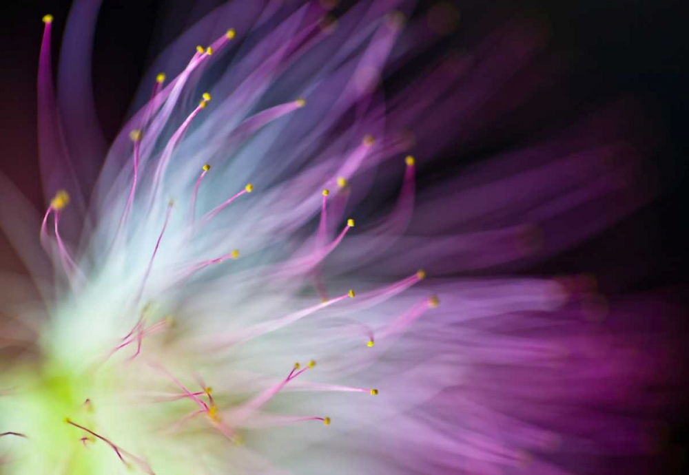 The Will-O-The-Wisp art print by Art Lionse for $57.95 CAD