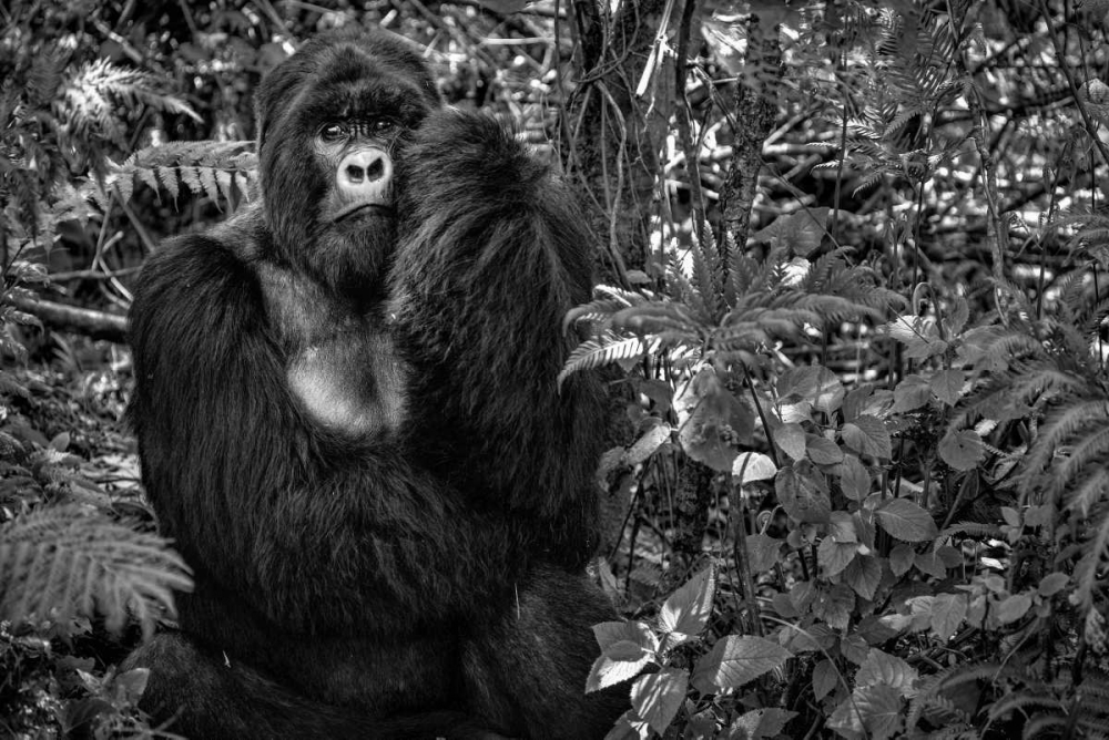 Kwitonda Silverback art print by Karen Lunney for $57.95 CAD