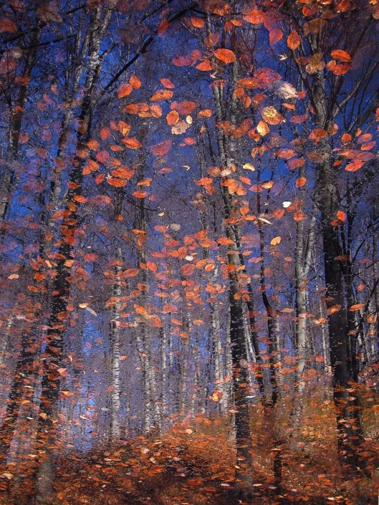 Autumn Leaves art print by Florentin Vinogradof for $57.95 CAD