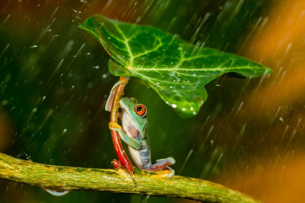 Ohh Noo - Its Raining art print by Kutub Uddin for $57.95 CAD