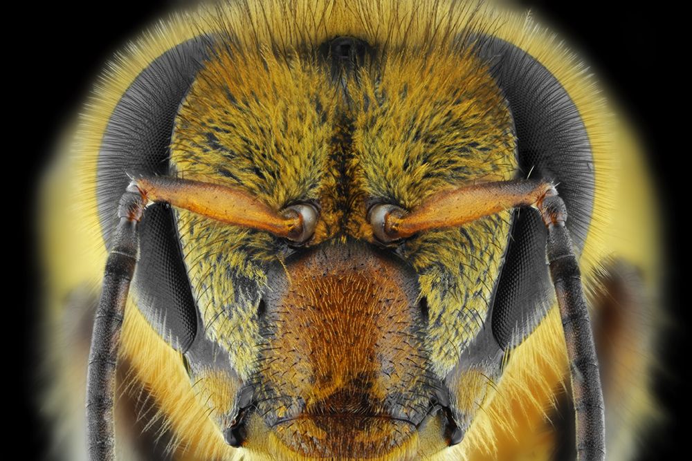 Yellow-Faced Bee art print by Donald Jusa for $57.95 CAD