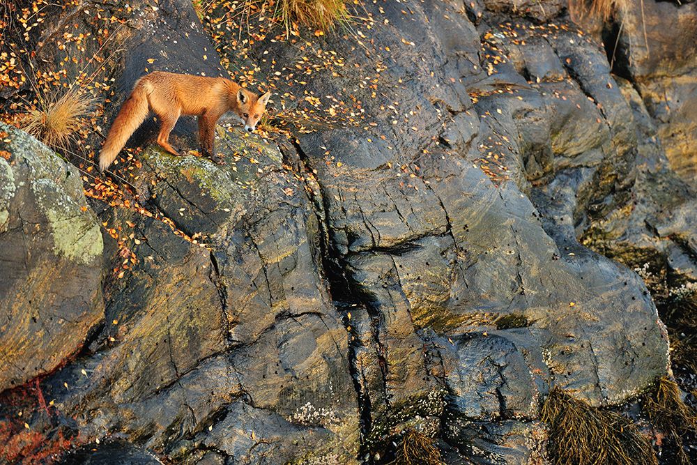 Fox on the Rocks art print by Yves Adams for $57.95 CAD