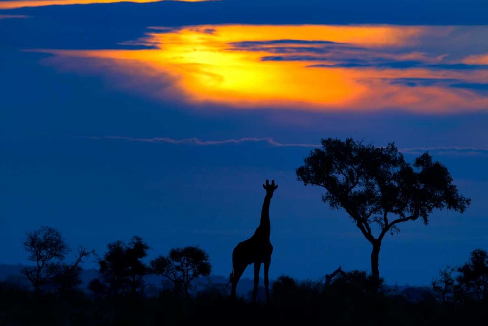 A Giraffe At Sunset art print by Mario Moreno for $57.95 CAD