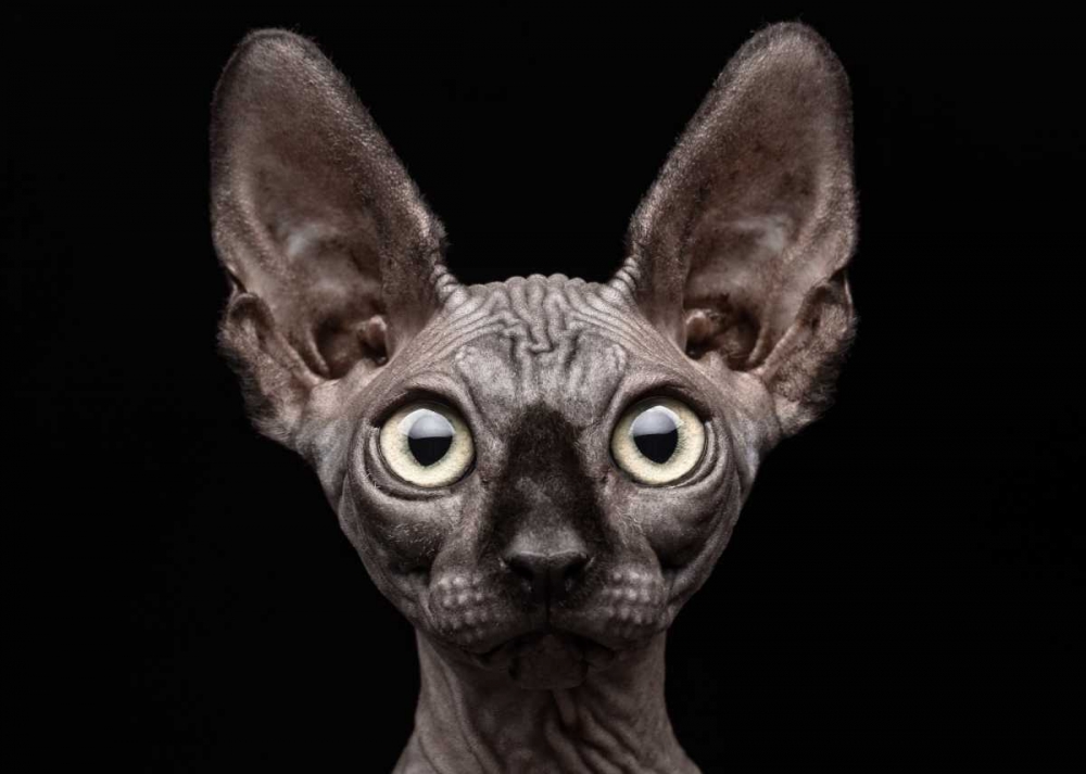 Sphynx Cat art print by Patrick Matte for $57.95 CAD