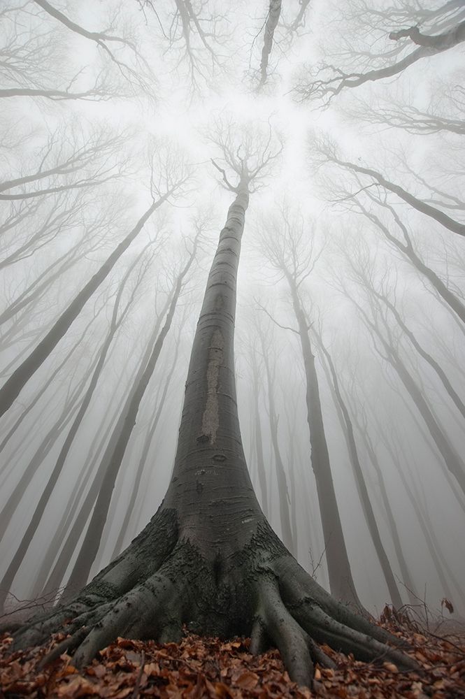 Greatness art print by PhotoCosma for $57.95 CAD