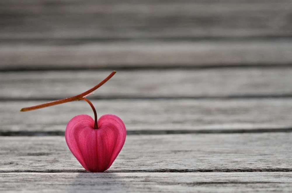 Natural Heart art print by Lotte Gronkjaer for $57.95 CAD