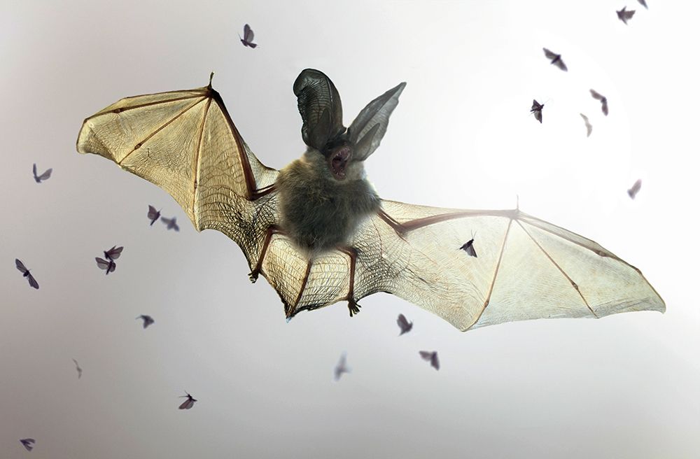 Bat art print by Jimmy Hoffman for $57.95 CAD