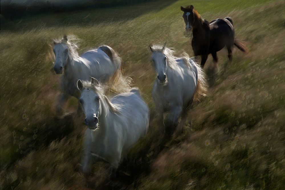 Gallop In art print by Milan Malovrh for $57.95 CAD