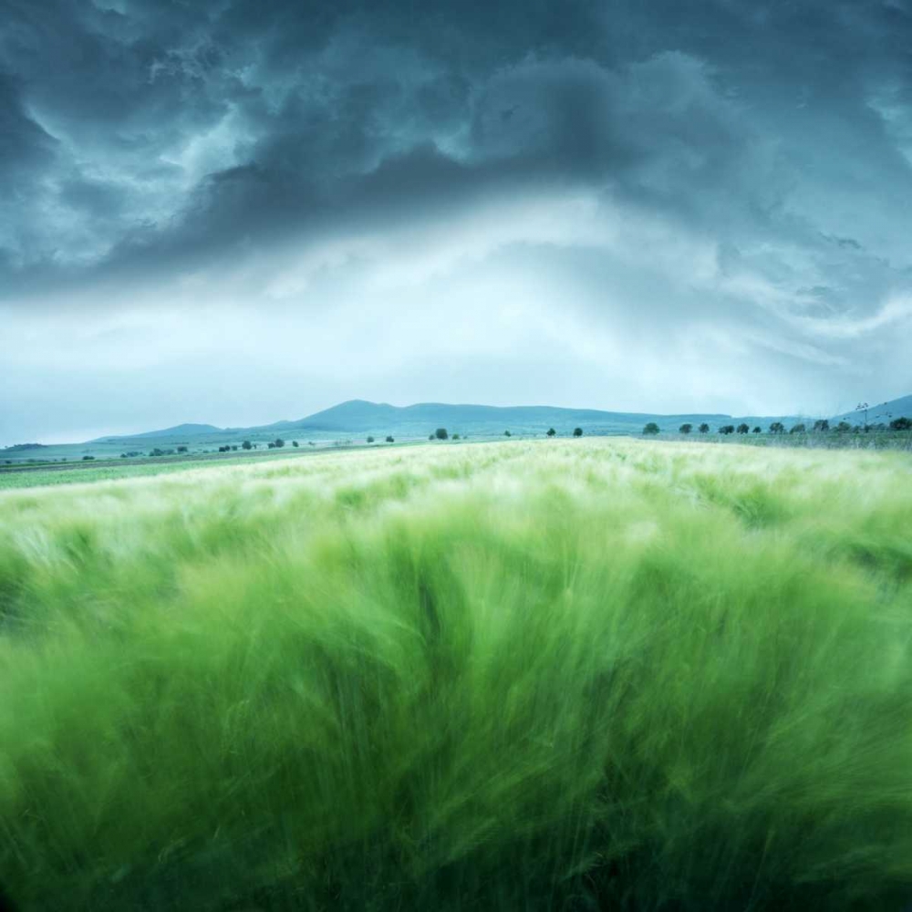 Barley Field art print by Floriana Barbu for $57.95 CAD