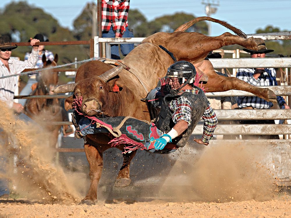 Bull Ride art print by Ralph Meznar for $57.95 CAD