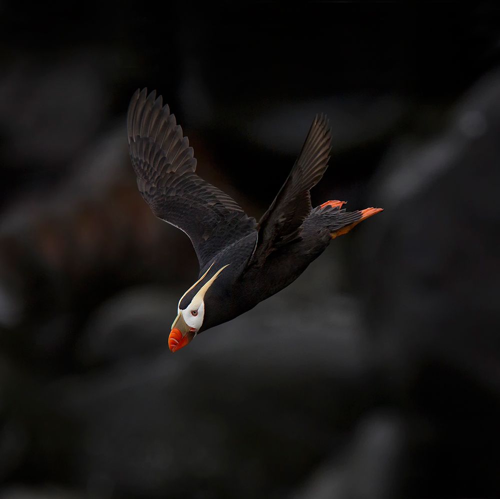 Tufted Puffin art print by Peter Stahl for $57.95 CAD