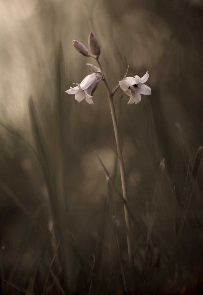 A Small Flower On The Ground art print by Allan Wallberg for $57.95 CAD