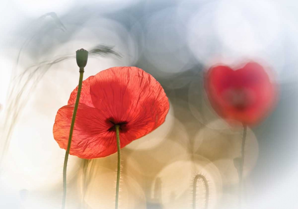 Morning Poppies art print by Steve Moore for $57.95 CAD