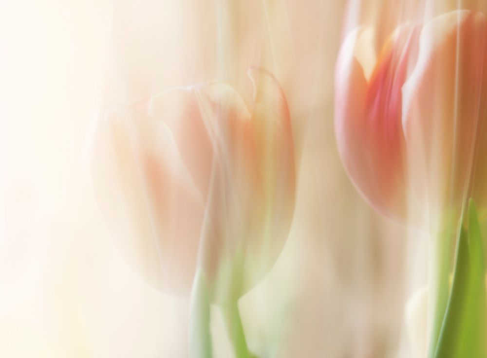 Shy tulips art print by Heidi Westum for $57.95 CAD