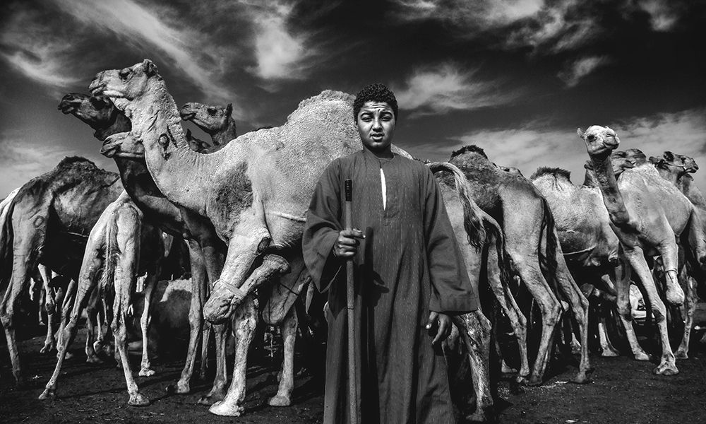 Camels Gaurdian art print by Mohamed Safwat Abdullah for $57.95 CAD