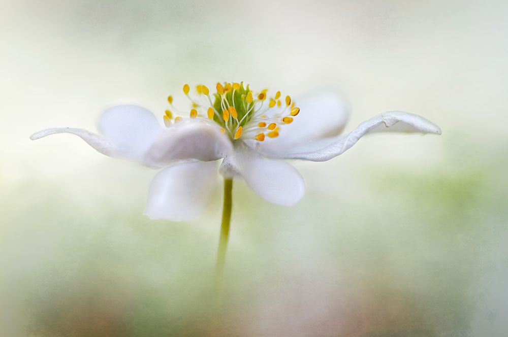 Nemorosa* art print by Mandy Disher for $57.95 CAD