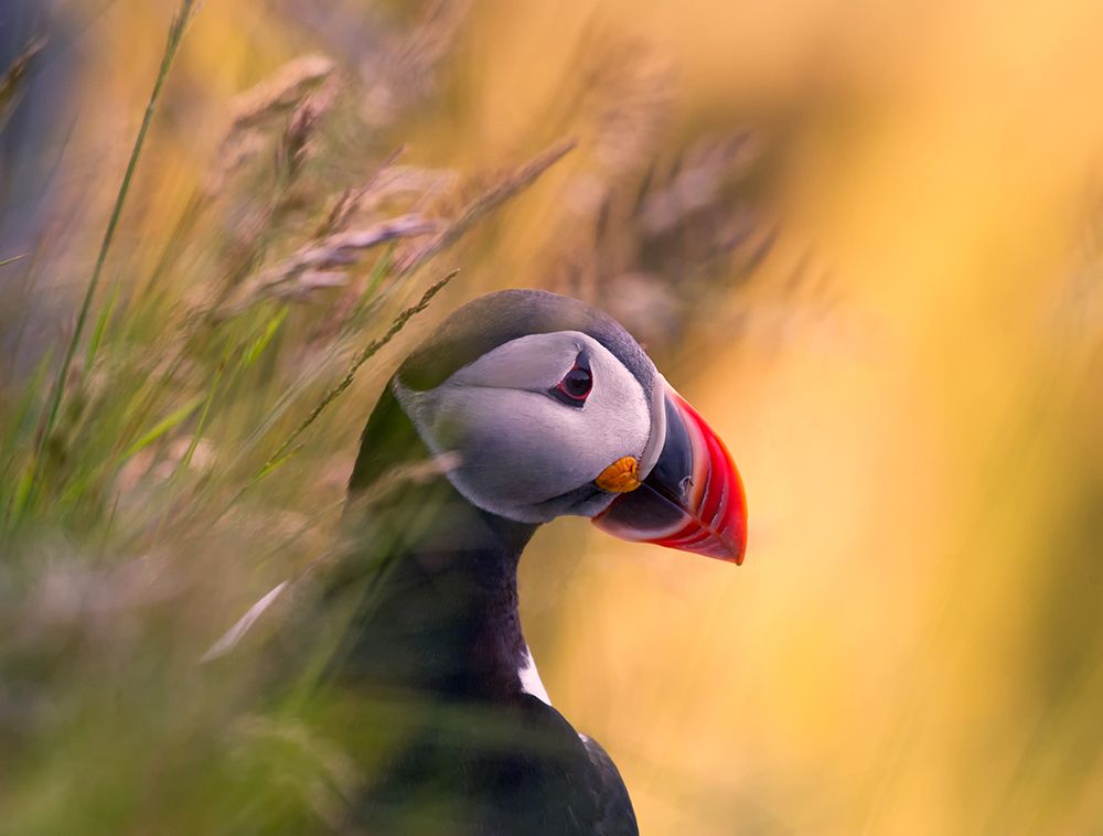 Resting Puffin art print by Bjorn A Hveding for $57.95 CAD