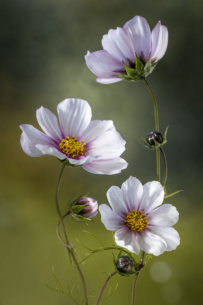*Cosmos art print by Mandy Disher for $57.95 CAD
