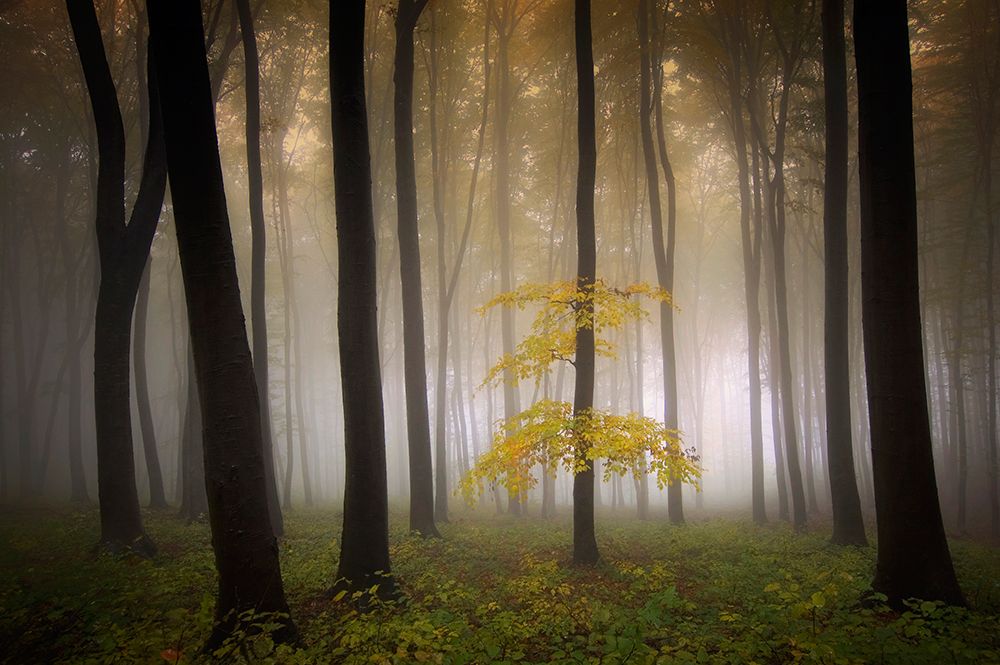 Touched by Autumn art print by PhotoCosma for $57.95 CAD