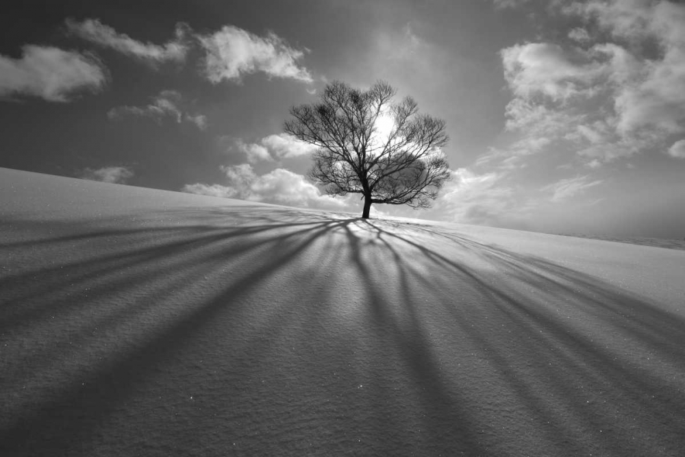 Tree Shadow art print by Kengo Shibutani for $57.95 CAD