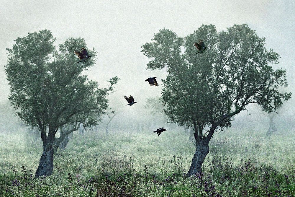 Crows In The Mist art print by S. Amer for $57.95 CAD