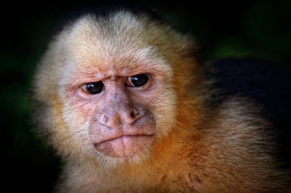 Capuchin monkey art print by Jimmy Hoffman for $57.95 CAD