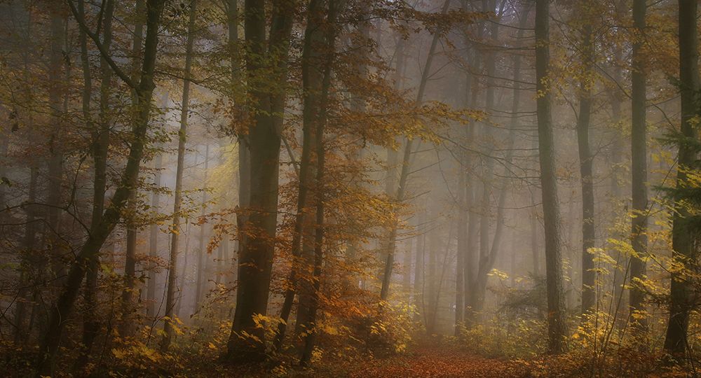 My November art print by Norbert Maier for $57.95 CAD