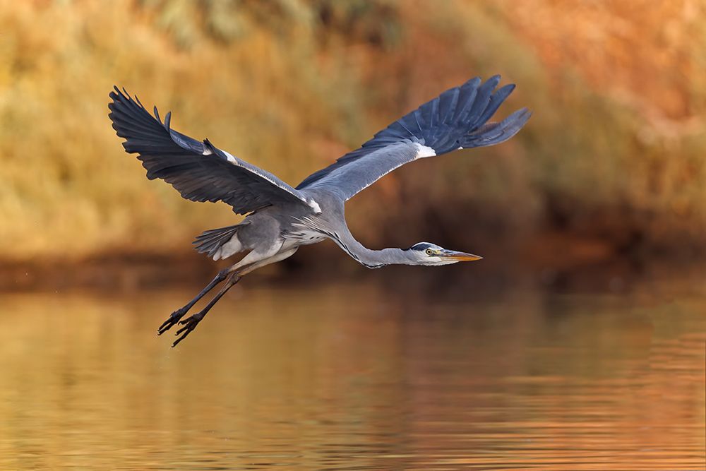 Ardea cinerea art print by Assaf Gavra for $57.95 CAD