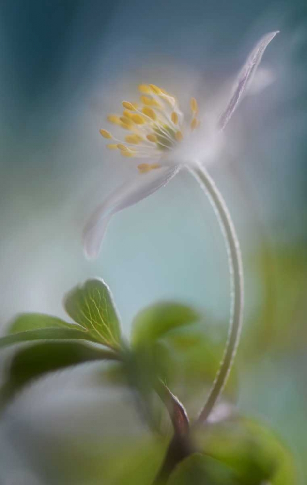 Springtime art print by Heidi Westum for $57.95 CAD