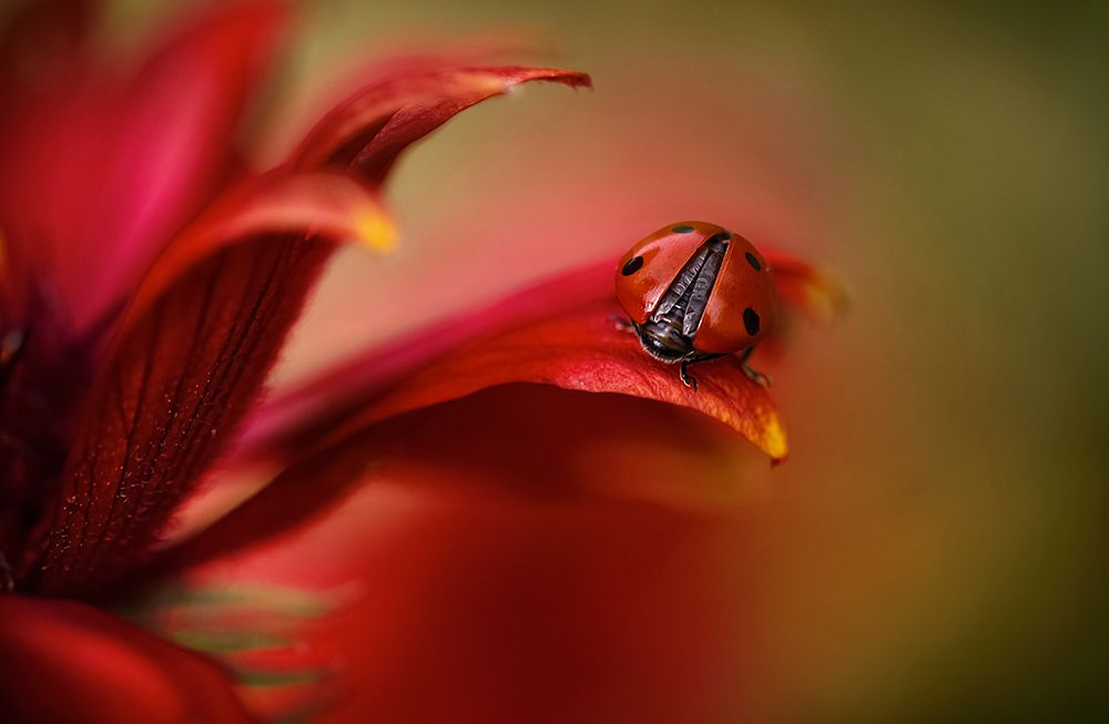 Simply Red art print by Mandy Disher for $57.95 CAD