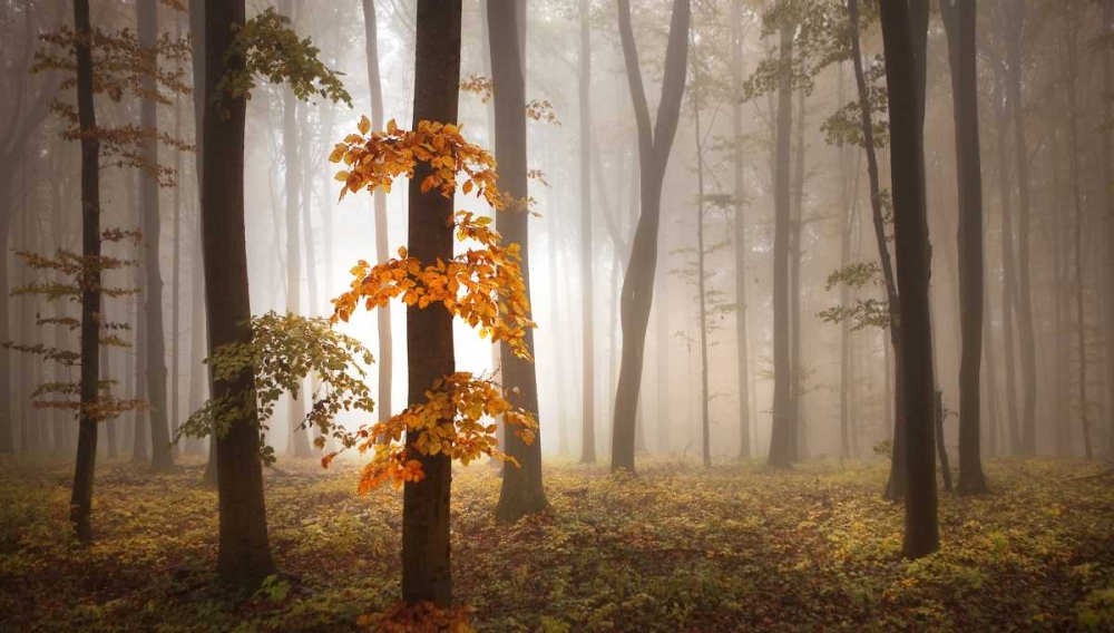 In November Light art print by Franz Schumacher for $57.95 CAD