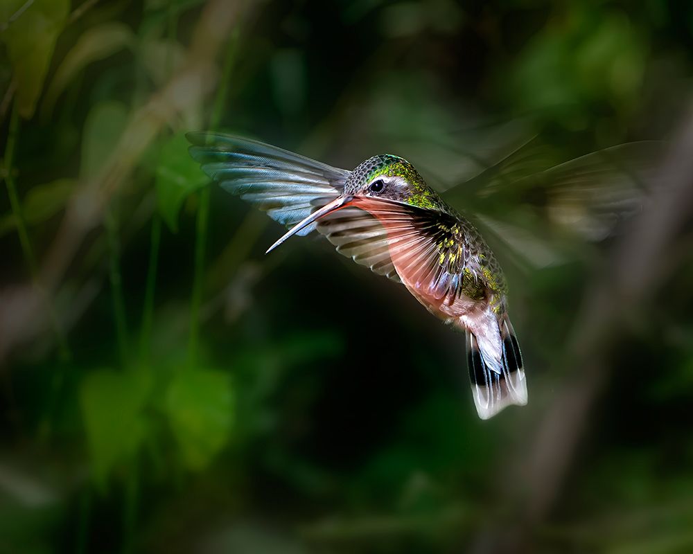 Hummingbird 1B art print by Leigh Pelton for $57.95 CAD