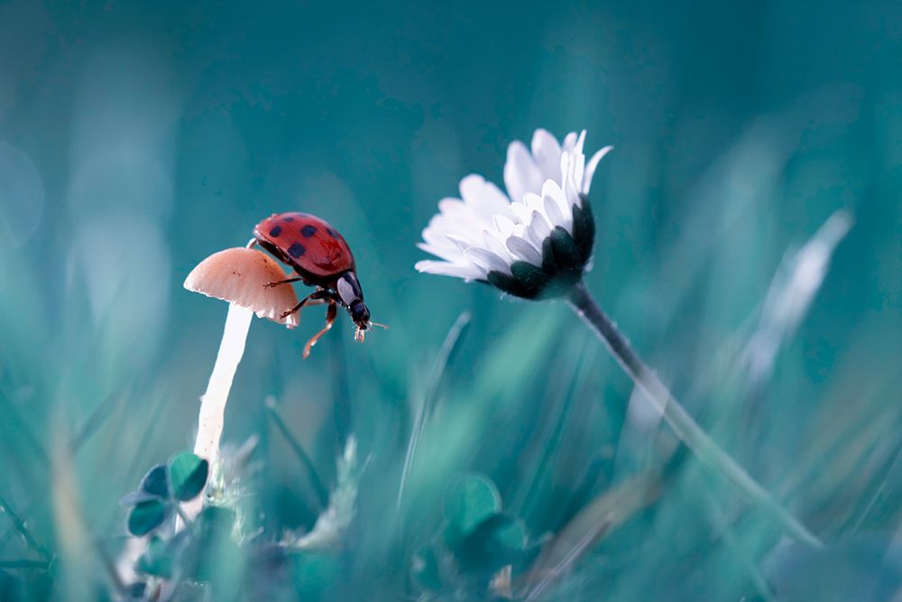 The Story Of The Lady Bug That Tries To Convice The Mushroom To Have A Date With The Beautiful Daisy art print by Fabien Bravin for $57.95 CAD
