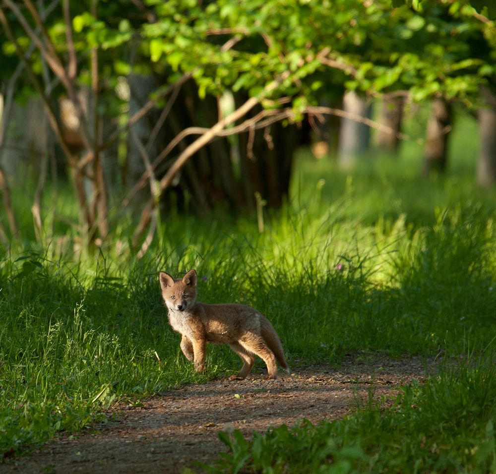 Fox kid in the woods art print by Allan Wallberg for $57.95 CAD