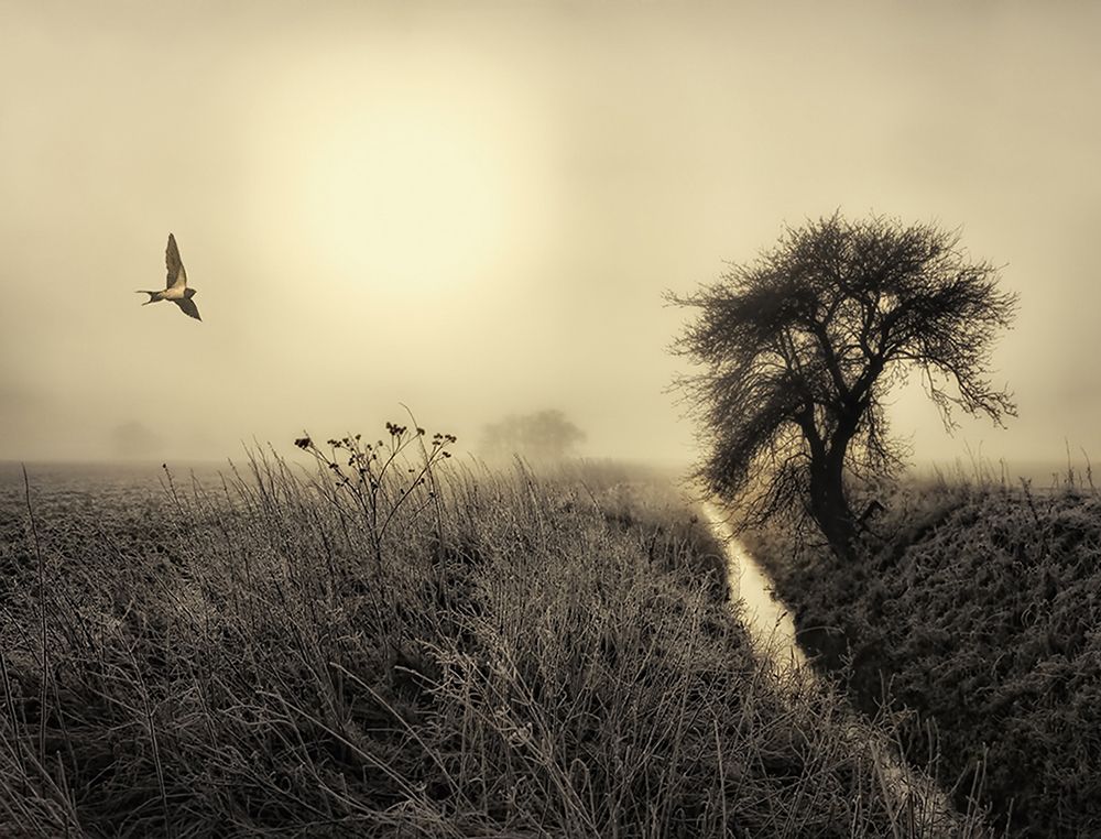 Morning mood art print by Kent Mathiesen for $57.95 CAD